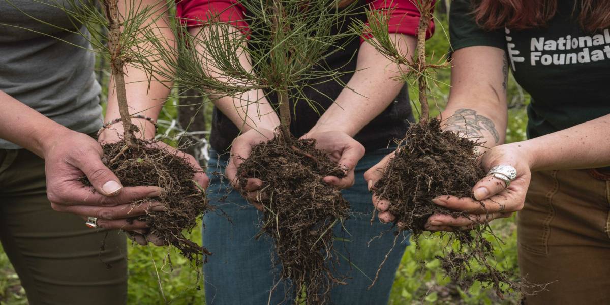 🌱 Why Start a Fundraiser to Plant Trees?